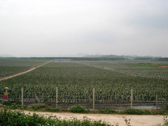 海南東方果自然生態果園