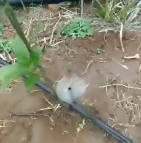 應用視頻