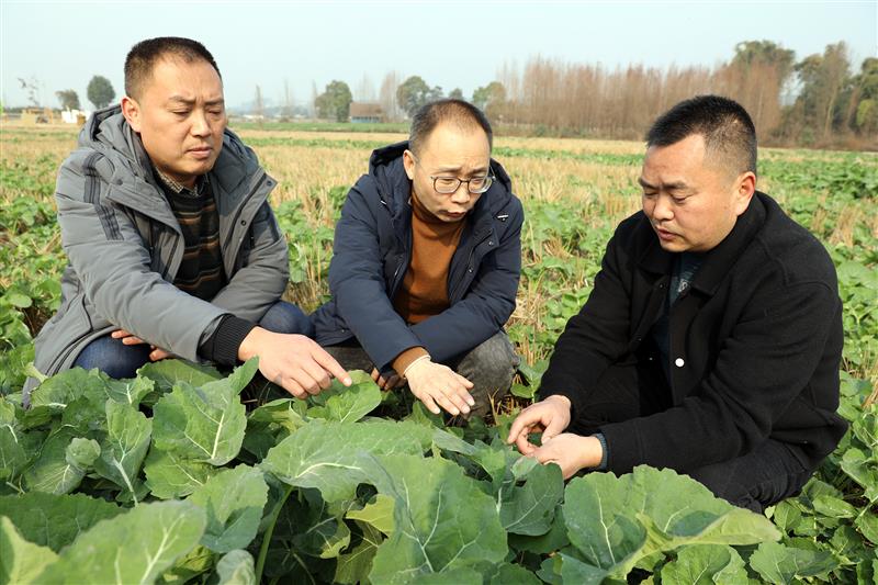 丹棱縣農業專家正在對農業生產中的問題進行解答和技術指導。